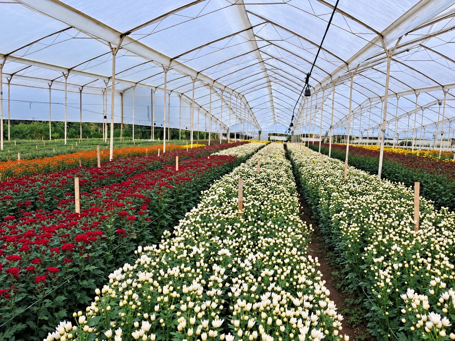 Inside our greenhouses