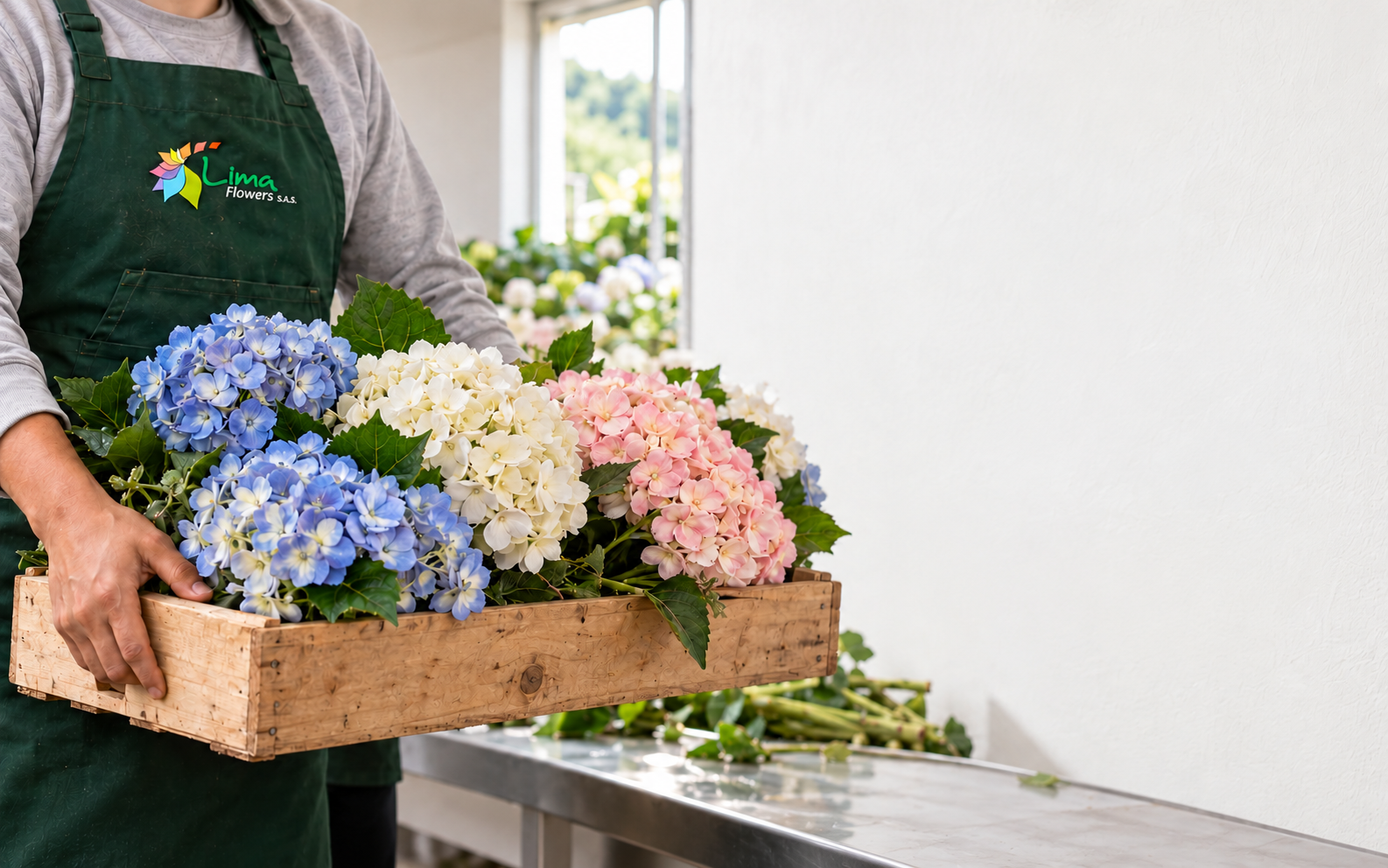 Hands holding a wooden tray of blue, white and pink hydrangeas.